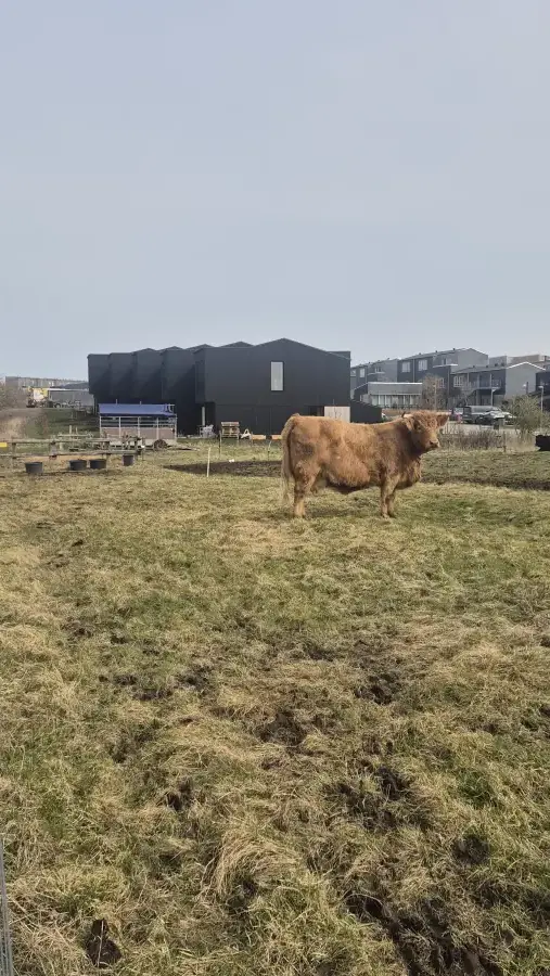 Ko med huse i baggrunden